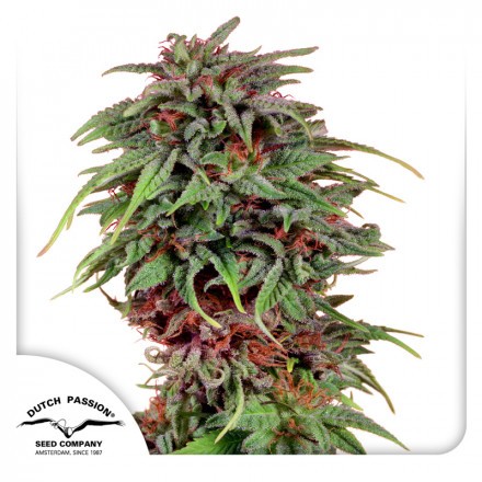 Durban Poison - feminizovaná semena 10 ks Dutch Passion