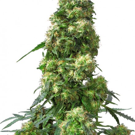 Early Skunk - 5 ks feminizovaná semínka Sensi Seeds