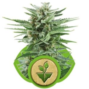 Easy Bud - samonakvétací semínka 10 ks Royal Queen Seeds