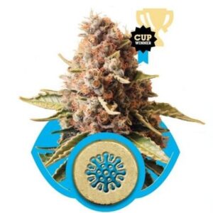 Euphoria - feminizovaná semínka 3 ks Royal Queen Seeds