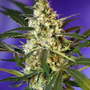 Fast Bud 2 Auto – 3 ks autoflowering semínek Sweet Seeds