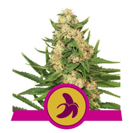 Fat Banana - feminizovaná semínka 3 ks Royal Queen Seeds