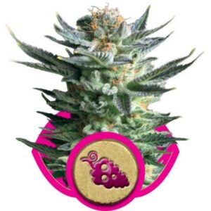 Fruit Spirit - feminizovaná semínka 3 ks Royal Queen Seeds