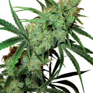 Fruity Juice - semínka 10 ks standardizovaná Sensi Seeds