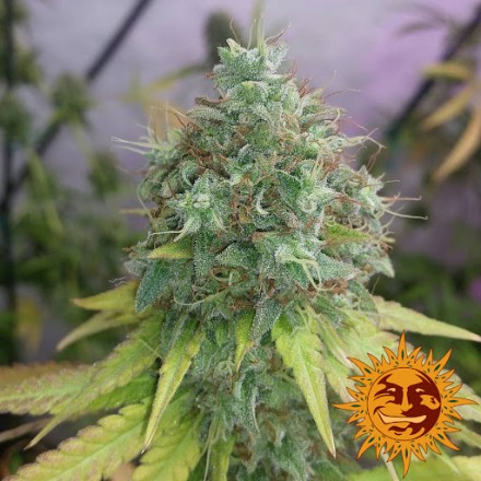 G13 Haze – 3 ks feminizovaná semínka Barney´s Farm