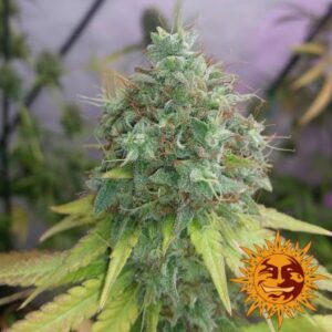 G13 Haze – feminizovaná semínka 10 ks Barney´s Farm