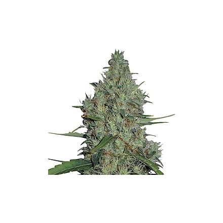 G13 Haze – regulérní semena 10 ks Barney's Farm