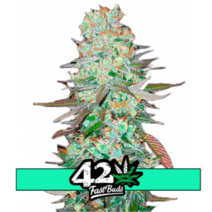 G14 Auto - samonakvétací semena marihuany 5 ks Fast Buds
