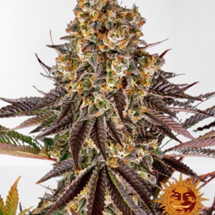 GELATO 45 feminizované semínka 10 Ks Barney´s Farm