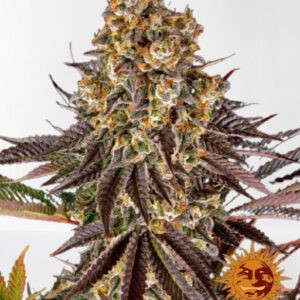 GELATO 45 feminizované semínka 3 Ks Barney´s Farm