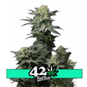 GG4 Sherbet FF - feminizovaná semena marihuany 10 ks Fast Buds