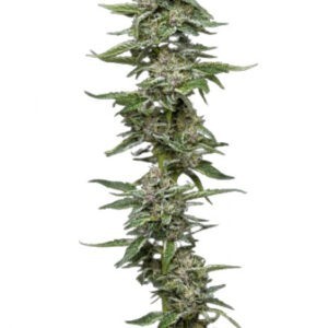 Garlic Budder - feminizovaná semena marihuany 3 ks
