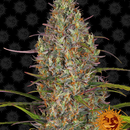 Glue Gelato Auto - autoflowering semena marihuany 3 ks Barney´s Farm