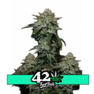 Gorilla Cookies FF - feminizovaná semena marihuany 10 ks Fast Buds