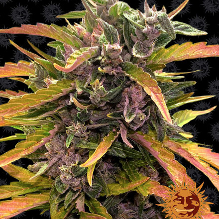 Gorilla Glue Auto - autoflowering semena marihuany 3 ks Barney´s Farm