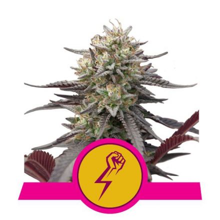 Green Crack Punch - feminizovaná semínka 5 ks Royal Queen Seeds