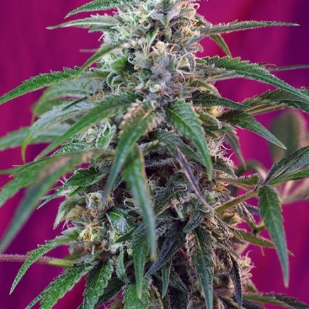 Green Poison Auto – 3 ks autoflower semena Sweet Seeds