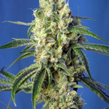 Green Poison CBD - feminizované semena konopí 5 ks Sweet Seeds