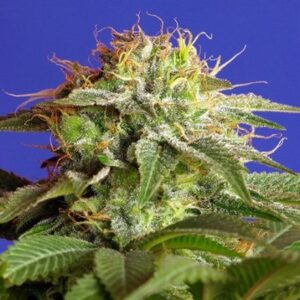 Green Poison Fast Version - feminizovaná semena 3ks Sweet Seeds