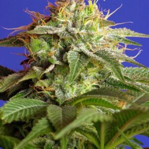 Green Poison – feminizovaná semínka 3ks Sweet Seeds