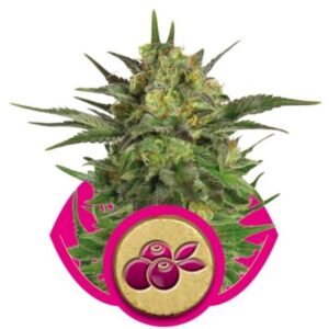 Haze Berry - feminizovaná semena 5 ks Royal Queen Seeds