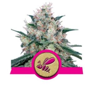 Honey Cream (Fast Flowering) - feminizovaná semínka 10ks Royal Queen Seeds