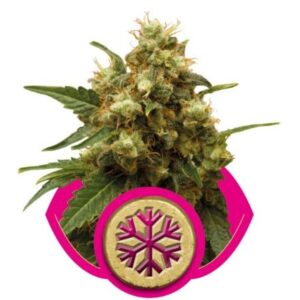 Ice - feminizovaná semínka 10 ks Royal Queen Seeds