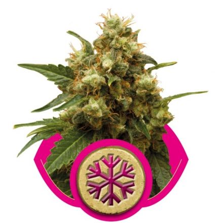 Ice - feminizovaná semínka 3 ks Royal Queen Seeds