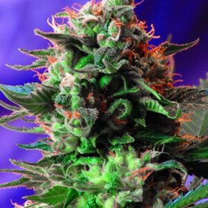 Jack 47 Fast Version - feminizovaná semena 5 ks Sweet Seeds