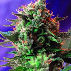 Jack 47 - feminizovaná semínka 3 ks Sweet Seeds