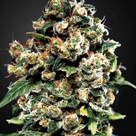 Jack Herer - feminizovaná semena 10 ks Green House Seeds