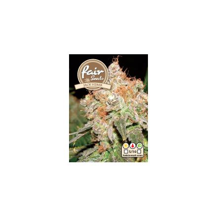 Jack Herer - feminizovaná semínka 10 ks Fair seeds