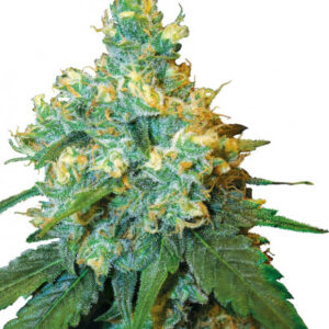 Jack Herer - semínka 10 ks standardizovaná Sensi Seeds