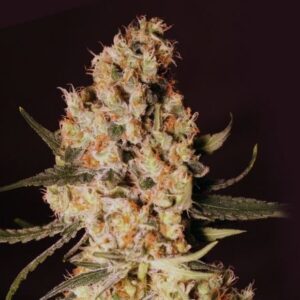 Jamaican Dream – 3ks feminizovaná semena Eva Seeds