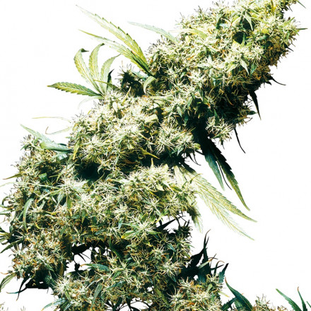 Jamaican Pearl - 10 ks feminizovaná semena Sensi Seeds