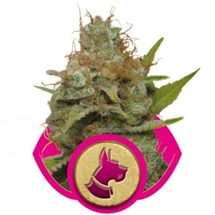 Kali Dog - feminizovaná semínka 5ks Royal Queen Seeds