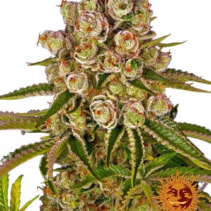 Kush Mintz - feminizovaná semena 10 ks od Barney´s Farm