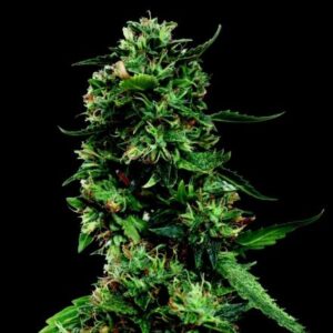 LSD – feminizovaná semínka 10 ks Barney´s Farm