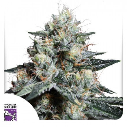 Lava Freeze - feminizovaná semena 3 ks Super Sativa Seed Club