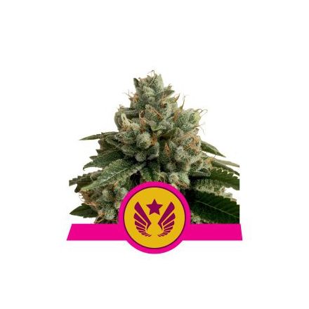 Legendary Punch - feminizovaná semínka 5 ks Royal Queen Seeds