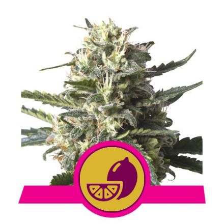 Lemon Shining Silver Haze - feminizovaná semínka 3ks Royal Queen Seeds