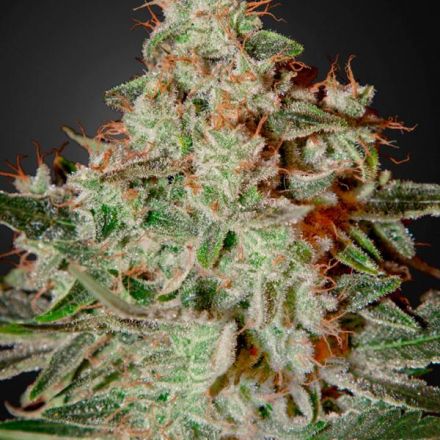 Lemon Skunk - feminizovaná semena 10 ks Green House Seeds