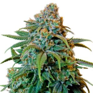 Liberty Haze – feminizovaná semínka 10 ks Barney´s Farm