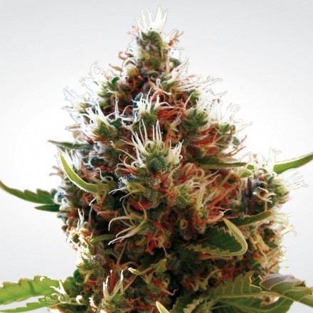 Lucid Bolt - 5 ks feminizovaná semínka Paradise Seeds