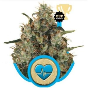 Medical Mass - feminizovaná semínka 10 ks Royal Queen Seeds