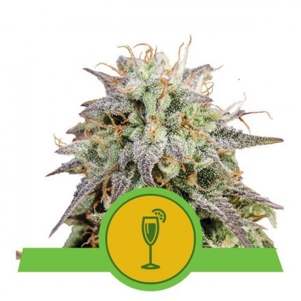 Mimosa Automatic - feminizovaná a samonakvétací semínka 3 ks Royal Queen Seeds