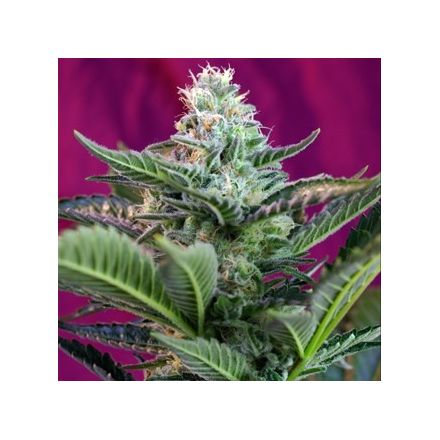 Mohan Ram Auto – 3 ks autoflower semena Sweet Seeds