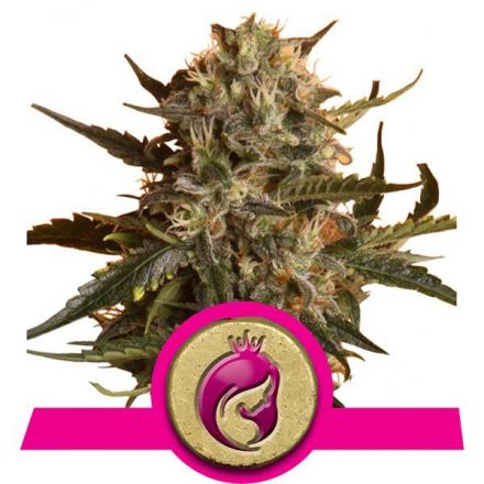 Mother Gorilla - feminizovaná semínka 10ks Royal Queen Seeds