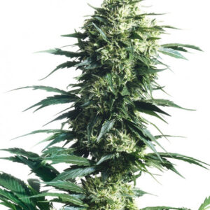 Mother's Finest - semínka 10 ks standardizovaná Sensi Seeds