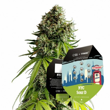 NYC Sour D - autoflowering 10ks - Royal Queen Seeds x Mike Tyson